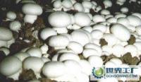 新鮮蘑菇批發(fā)兼零售，農(nóng)副產(chǎn)品的優(yōu)質(zhì)選擇